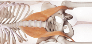 Pilates Biel Psoas öffnen